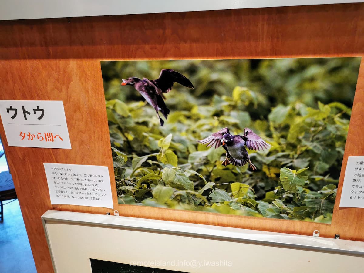 24羽ばたくウトウ.jpg 24羽ばたくウトウ