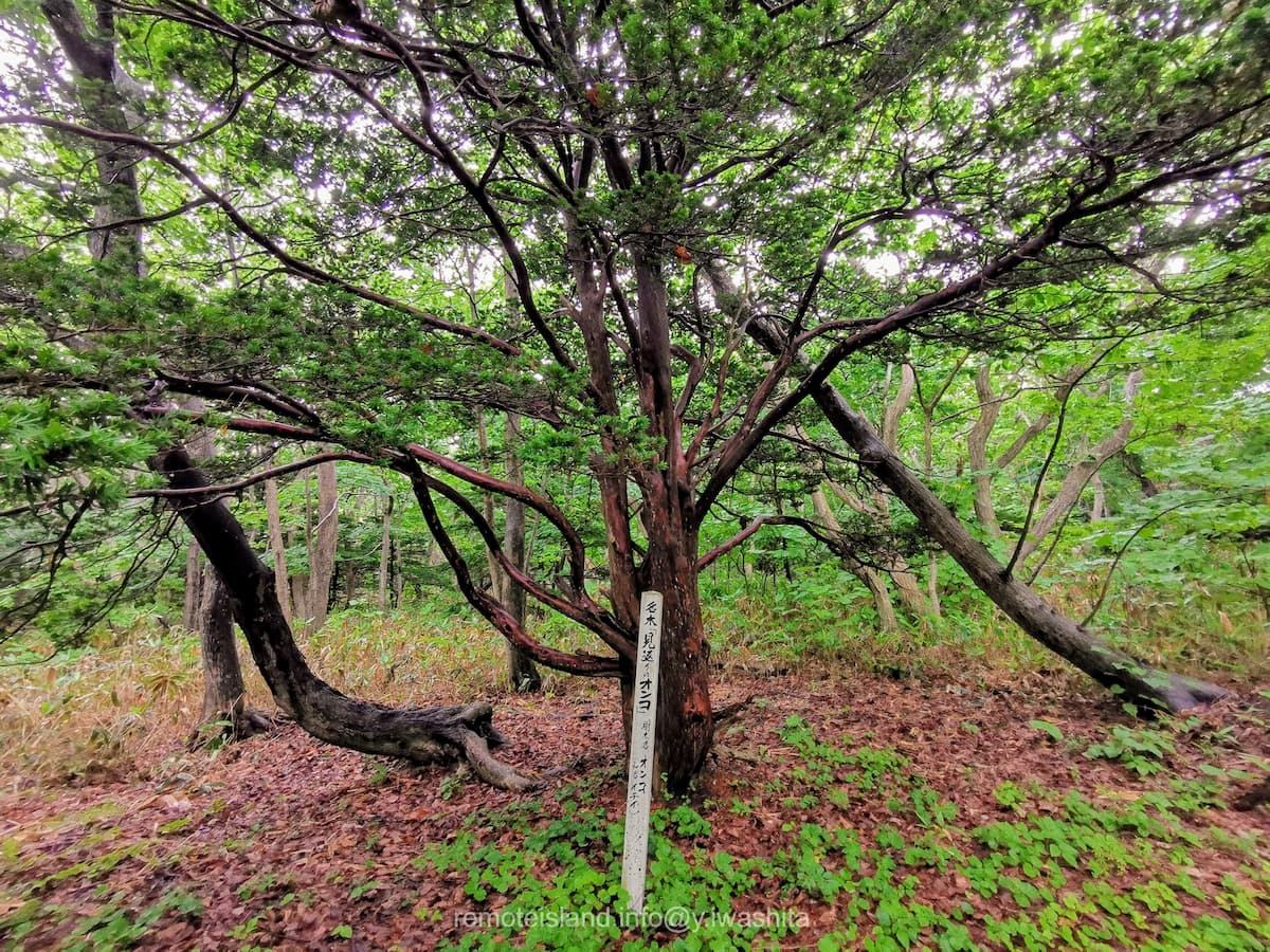 10見返りのオンコ.jpg 10見返りのオンコ