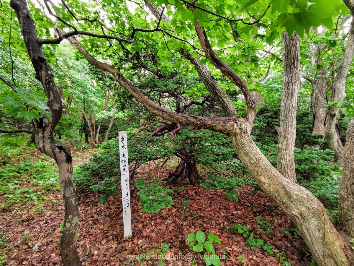 11夫婦の木.jpg 11夫婦の木