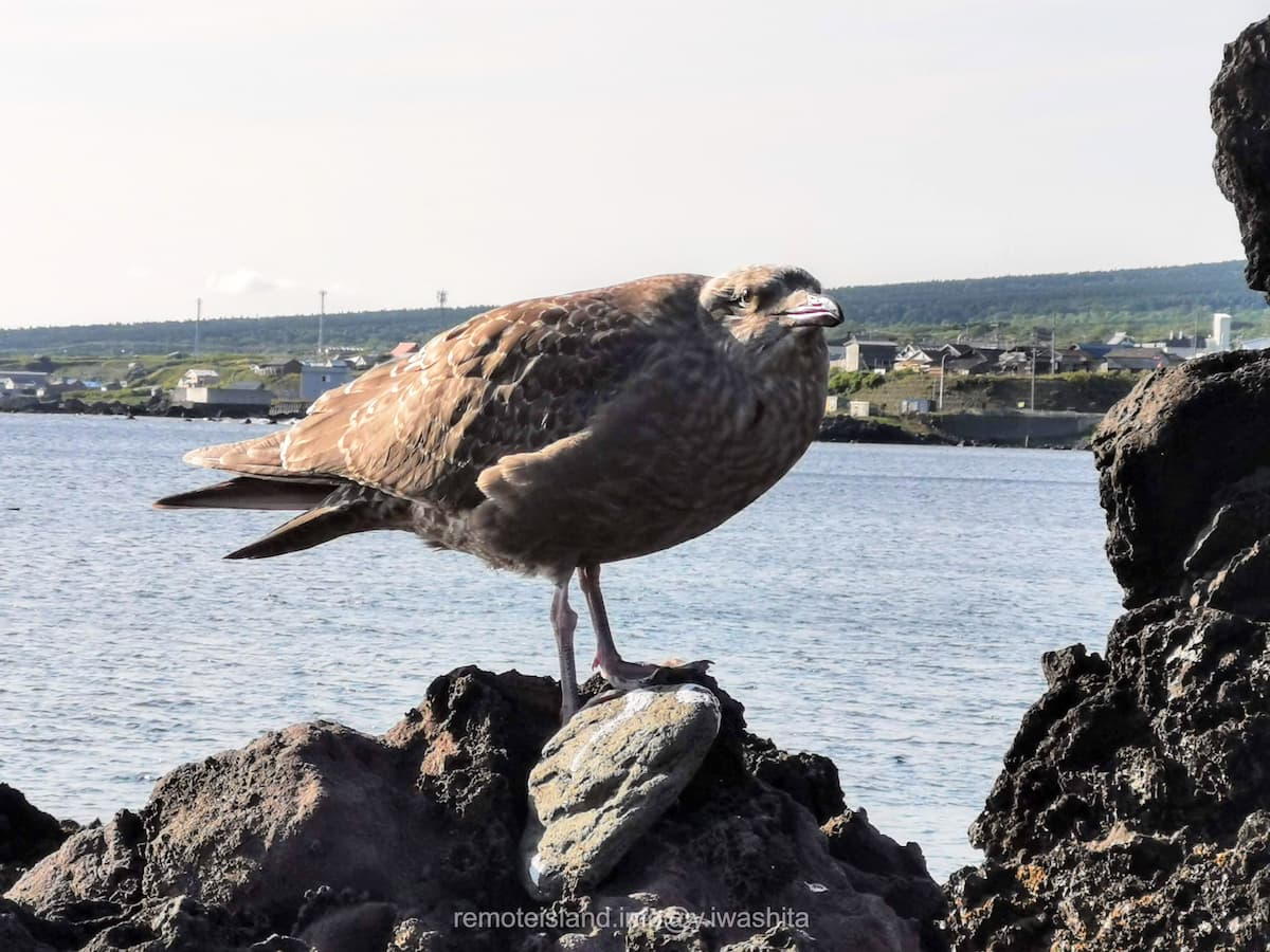 15海鳥の子供.jpg 15海鳥の子供