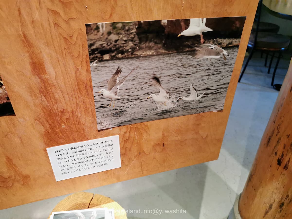 22ウミネコとオオセグロカモメ.jpg 22ウミネコとオオセグロカモメ