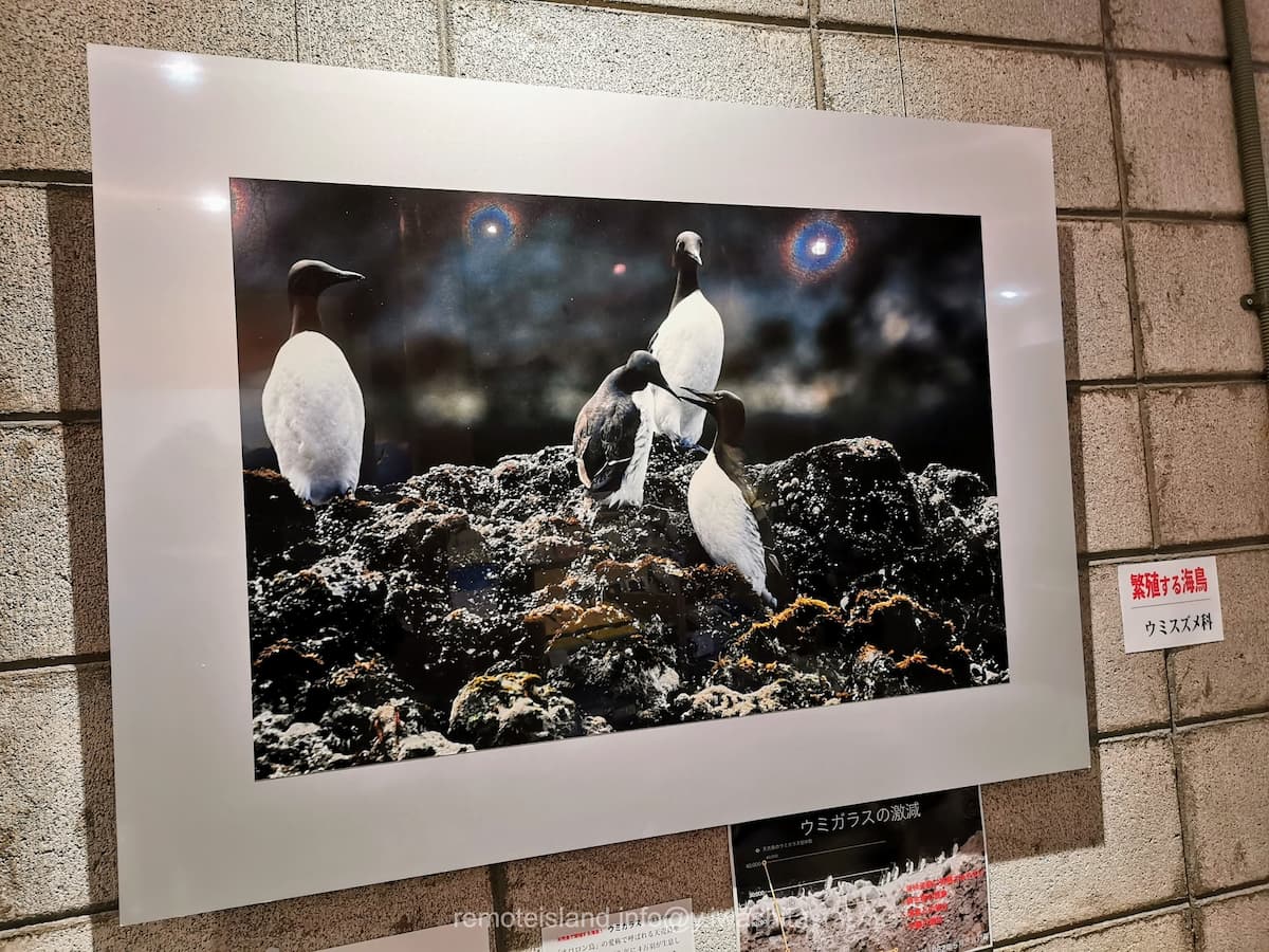 09ウミスズメ.jpg 09ウミスズメ