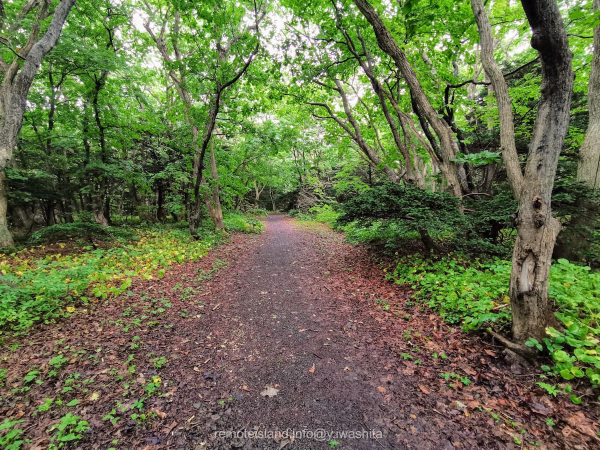 06オンコ林.jpg 06オンコ林