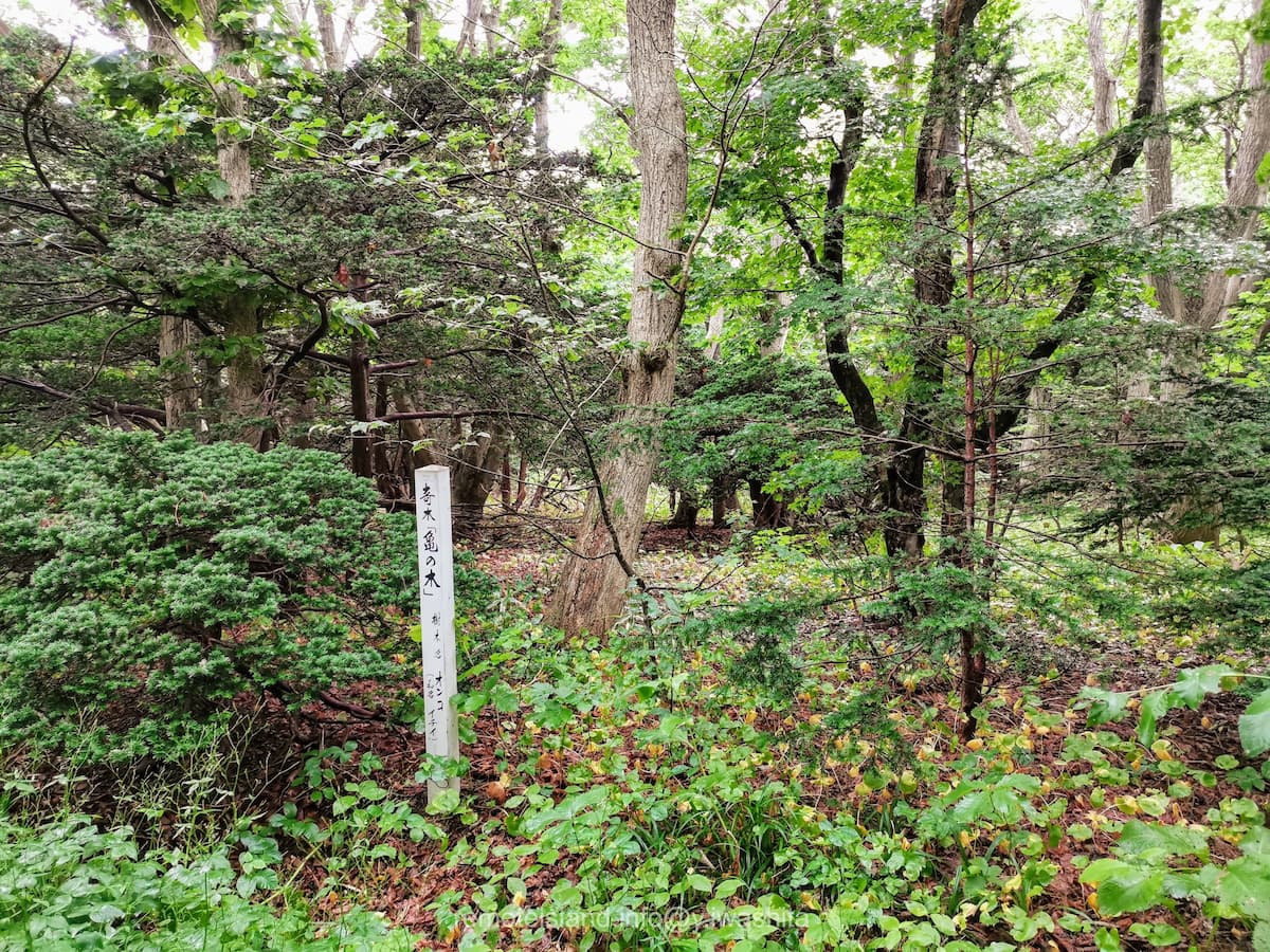 05亀の木.jpg 05亀の木