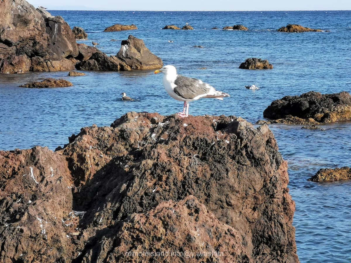 08海鳥.jpg 08海鳥