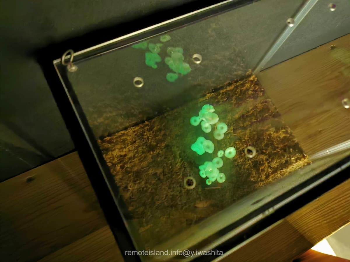 17光るキノコ.jpg 17光るキノコ