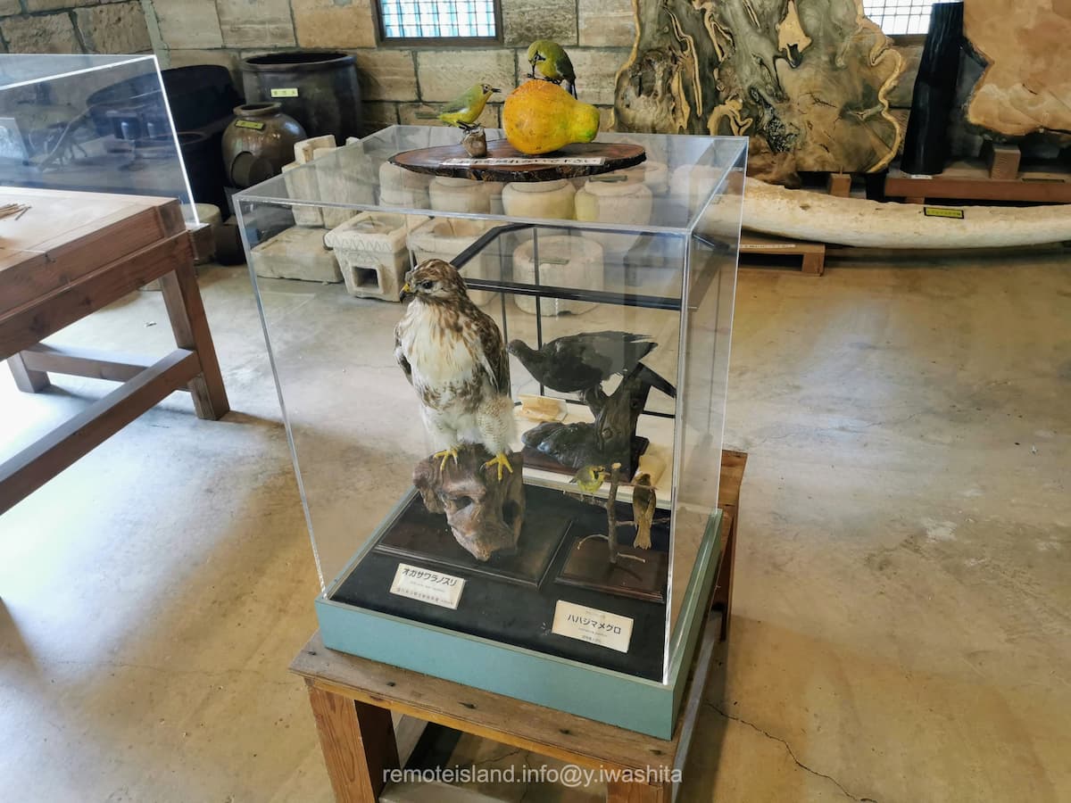 17オガサワラノスリとハハジマメグロ.jpg 17オガサワラノスリとハハジマメグロ