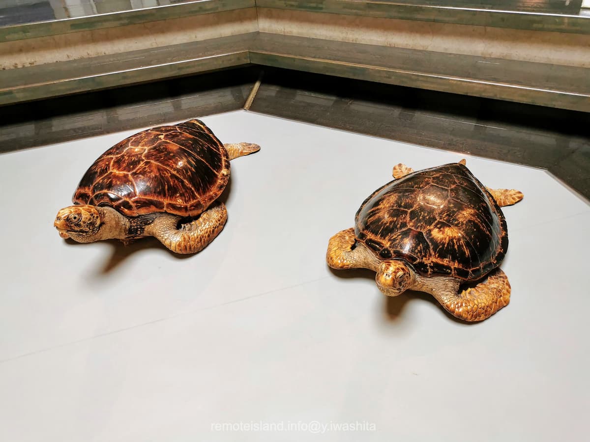 15ウミガメ.jpg 15ウミガメ