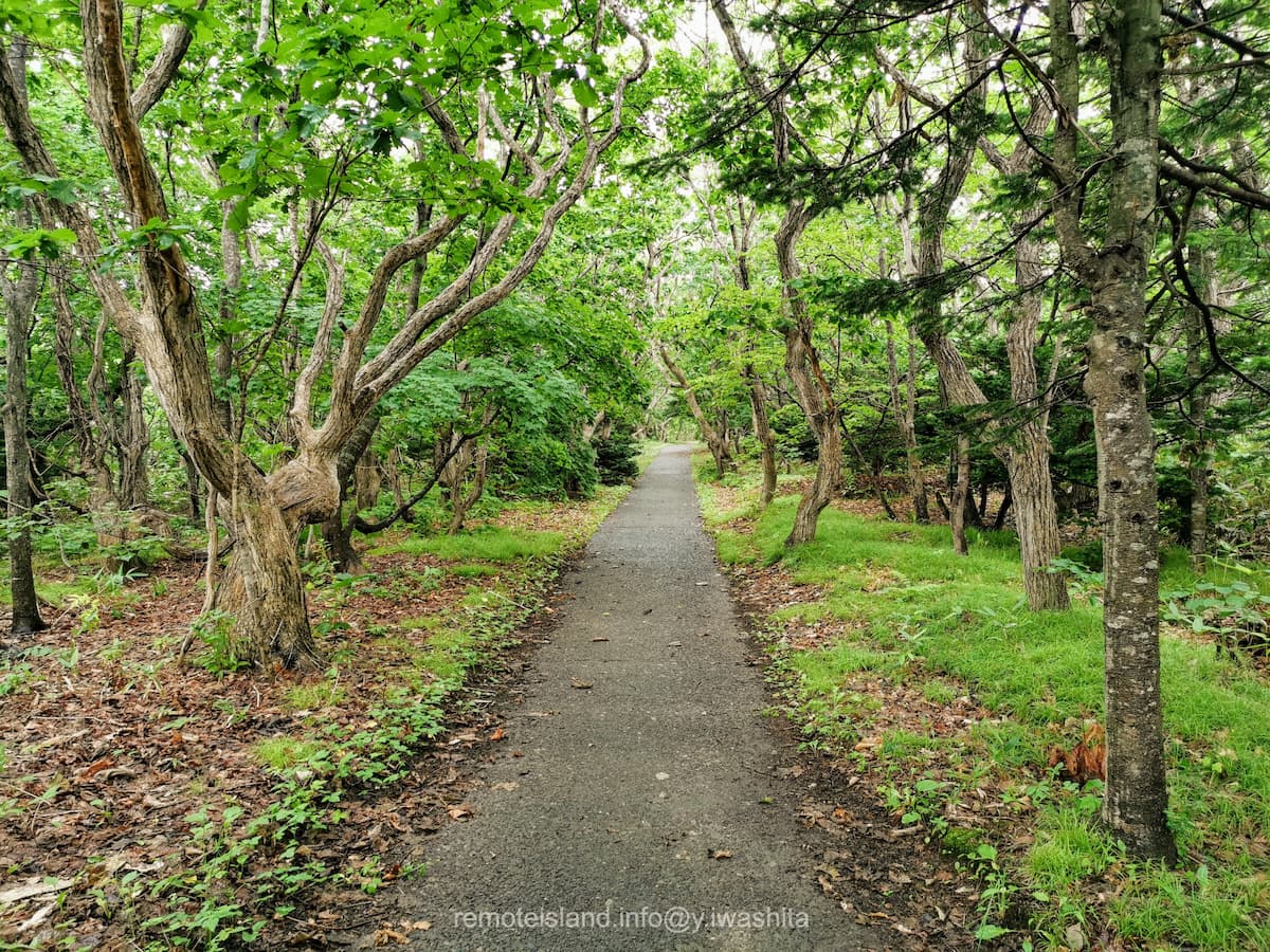 37オンコ林.jpg 37オンコ林