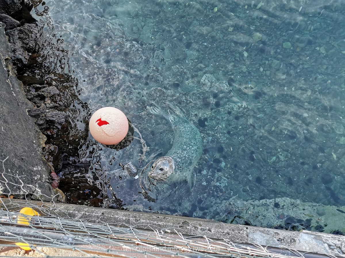 10アザラシ.jpg 10アザラシ