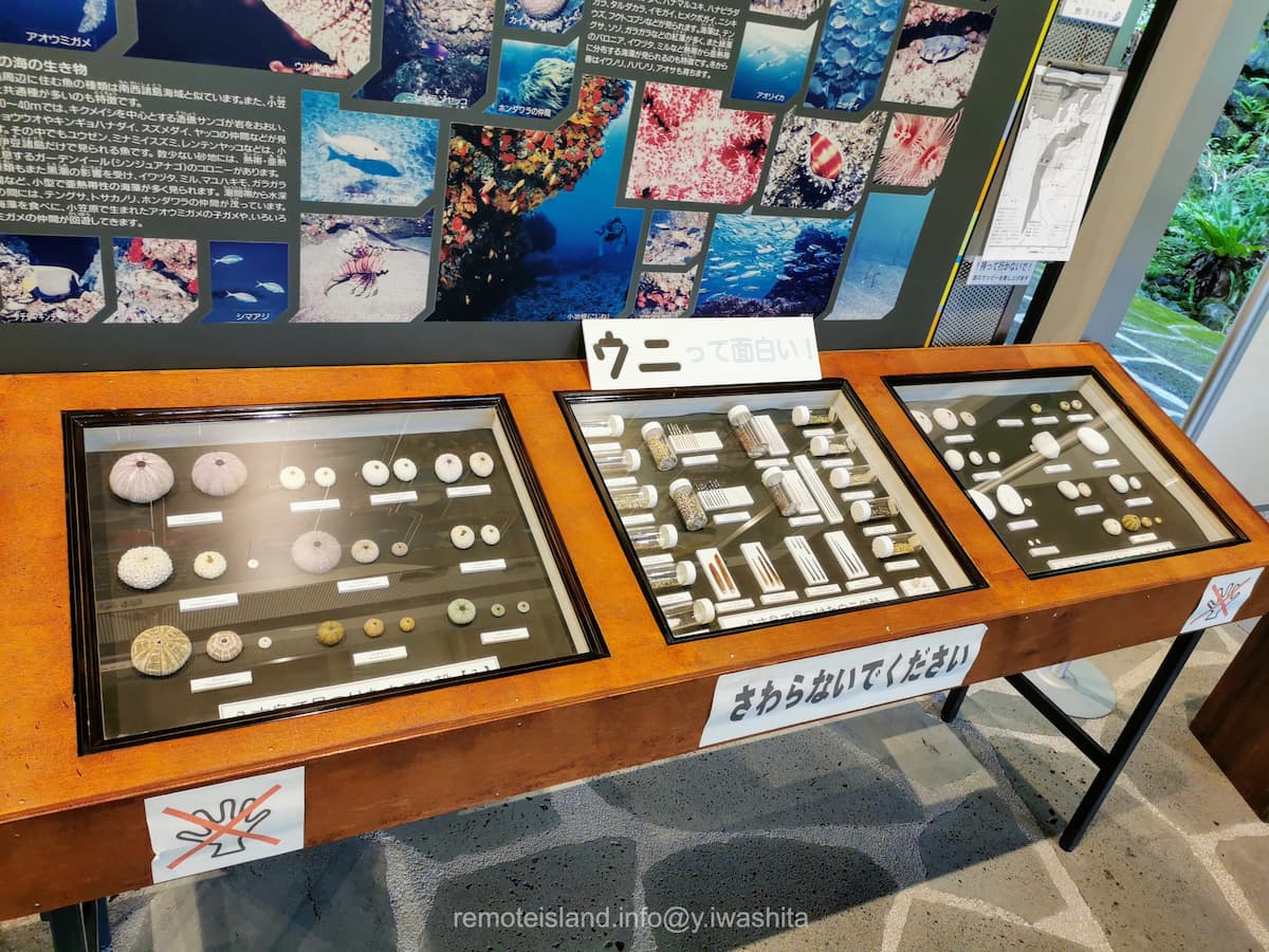 21ウニ.jpg 21ウニ