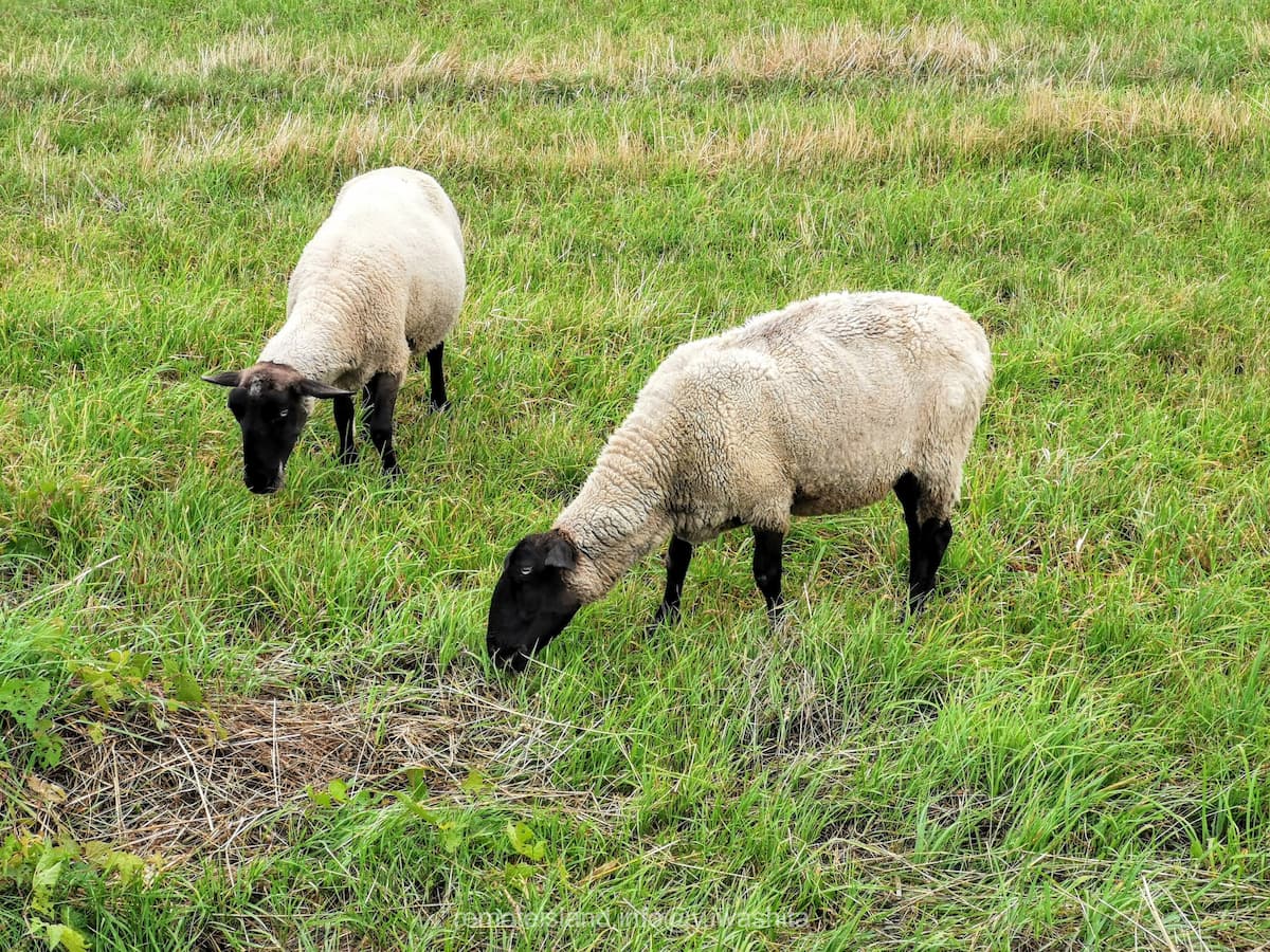 16めん羊放牧場.jpg 16めん羊放牧場