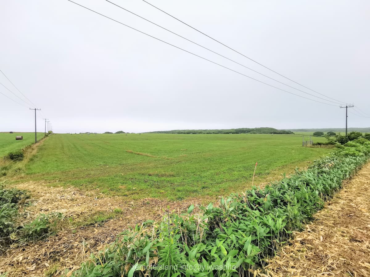 18めん羊放牧場.jpg 18めん羊放牧場