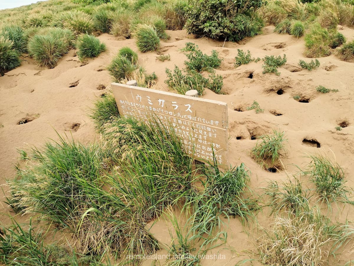 09ウトウの巣.jpg 09ウトウの巣