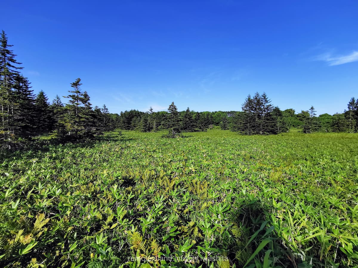 06南浜湿原.jpg 06南浜湿原