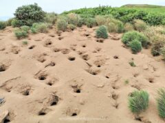 世界最大のウトウの繁殖地！赤岩園地と赤岩展望台【北海道 天売島 観光】