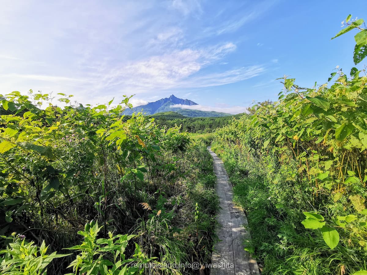 07南浜湿原と利尻山.jpg 07南浜湿原と利尻山