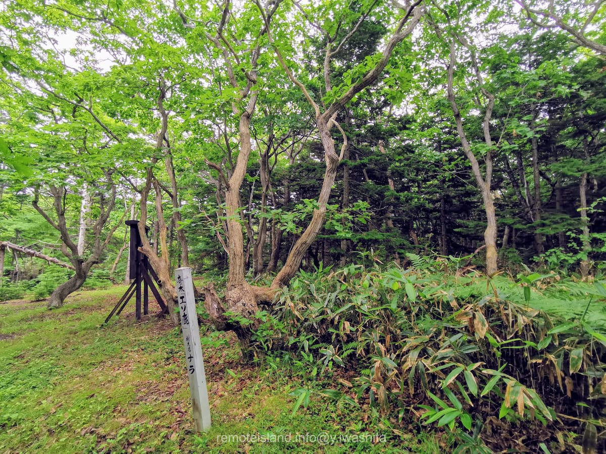 33エゾ鹿.jpg 33エゾ鹿