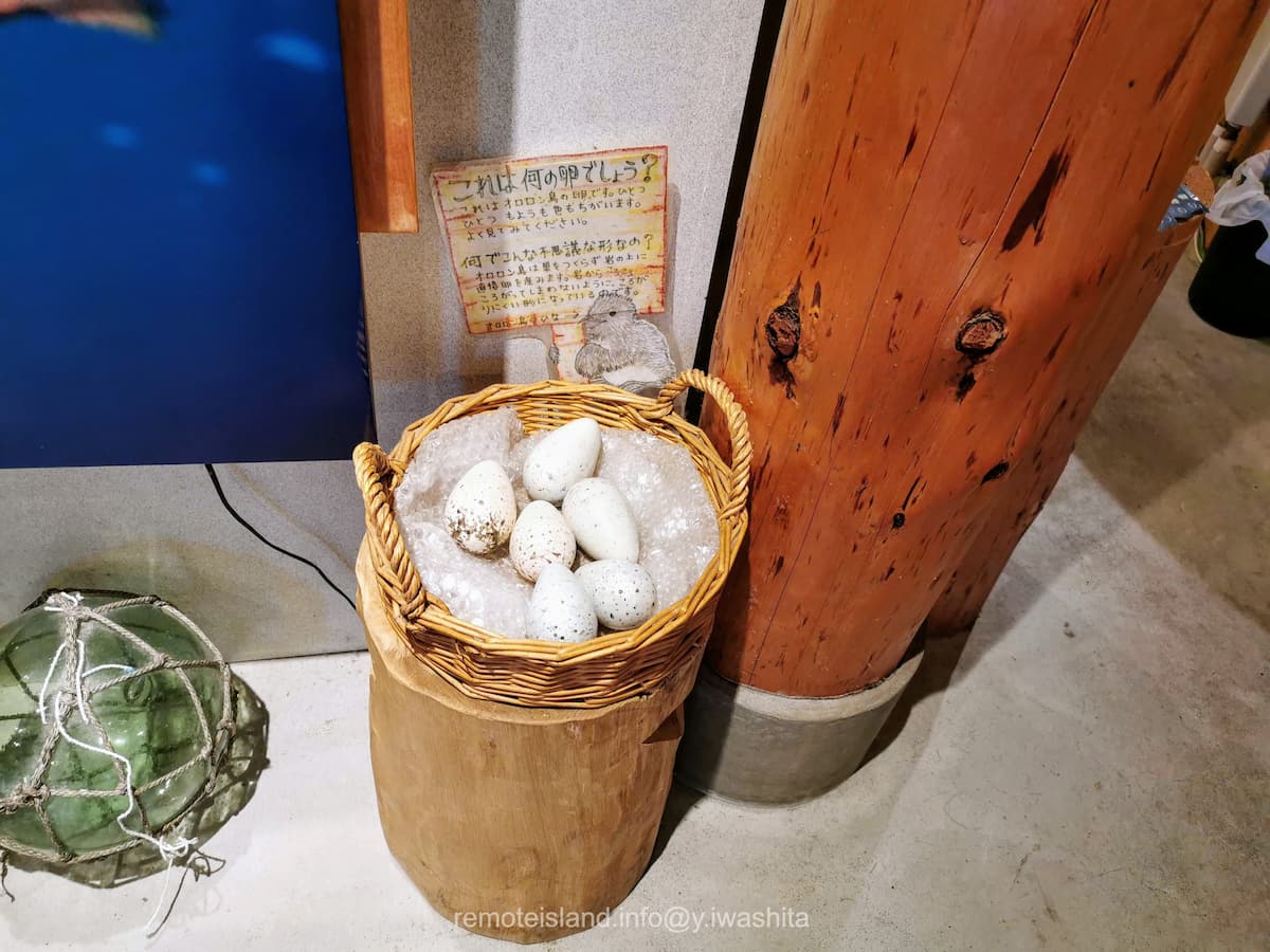 12ウミガラスの卵.jpg 12ウミガラスの卵