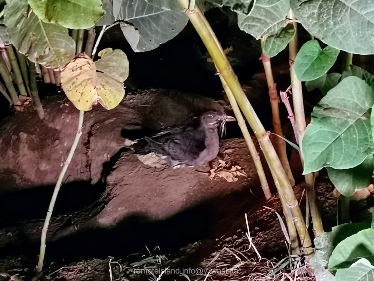 05ウトウ.jpg 05ウトウ