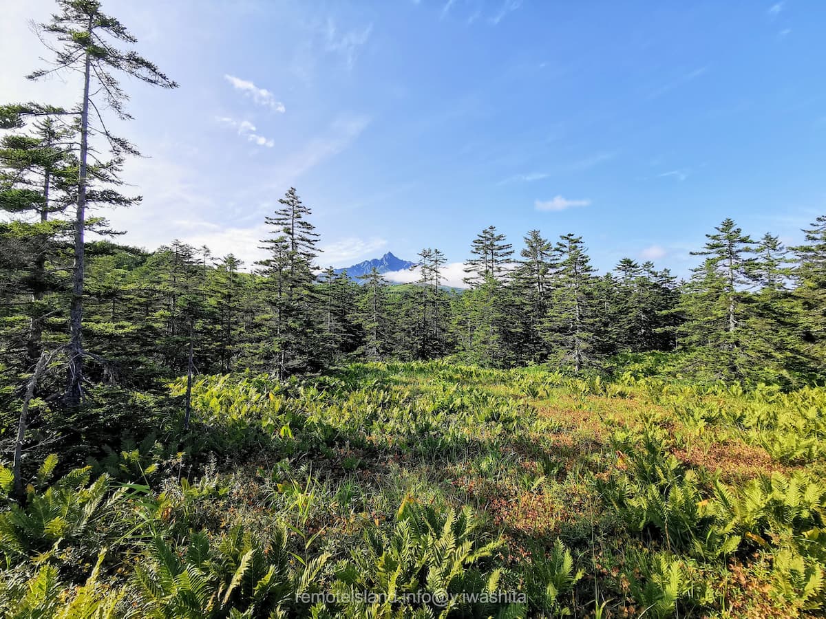 08南浜湿原と利尻山.jpg 08南浜湿原と利尻山