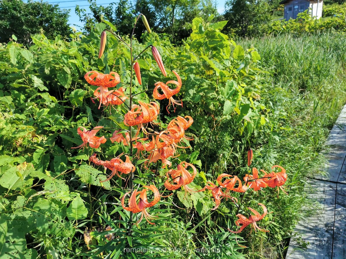 15南浜湿原.jpg 15南浜湿原