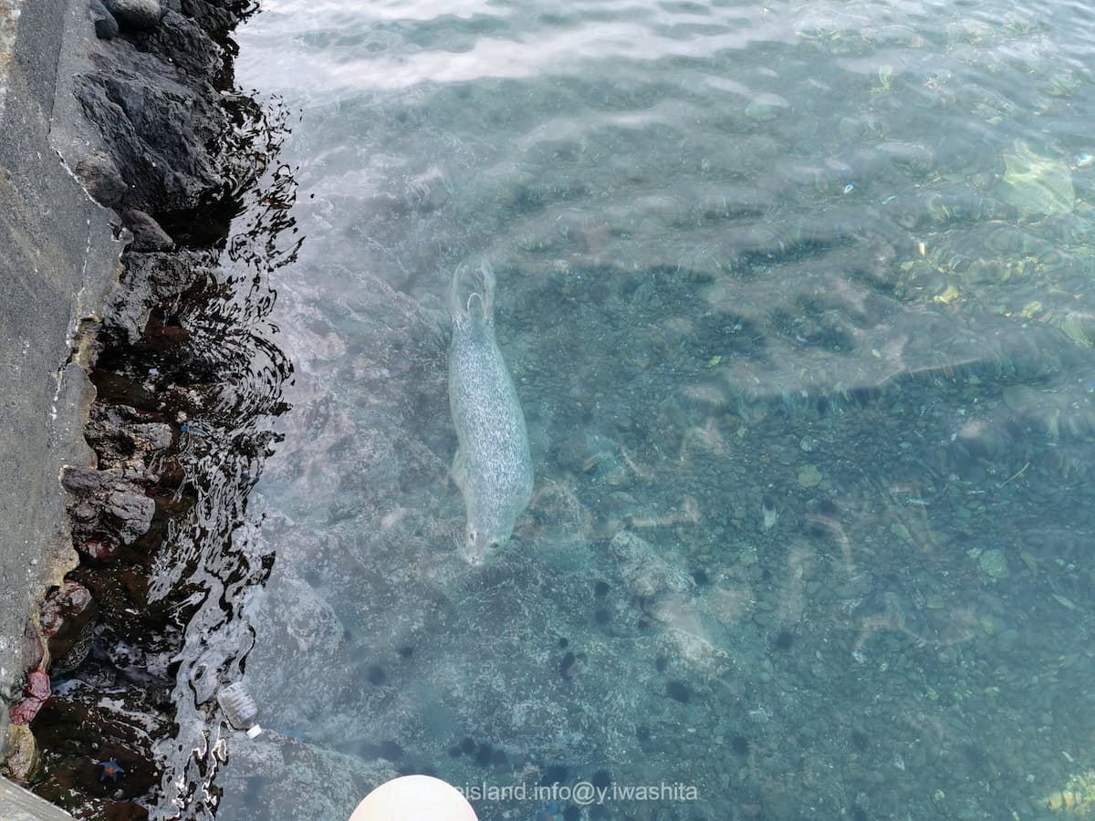 09アザラシ.jpg 09アザラシ