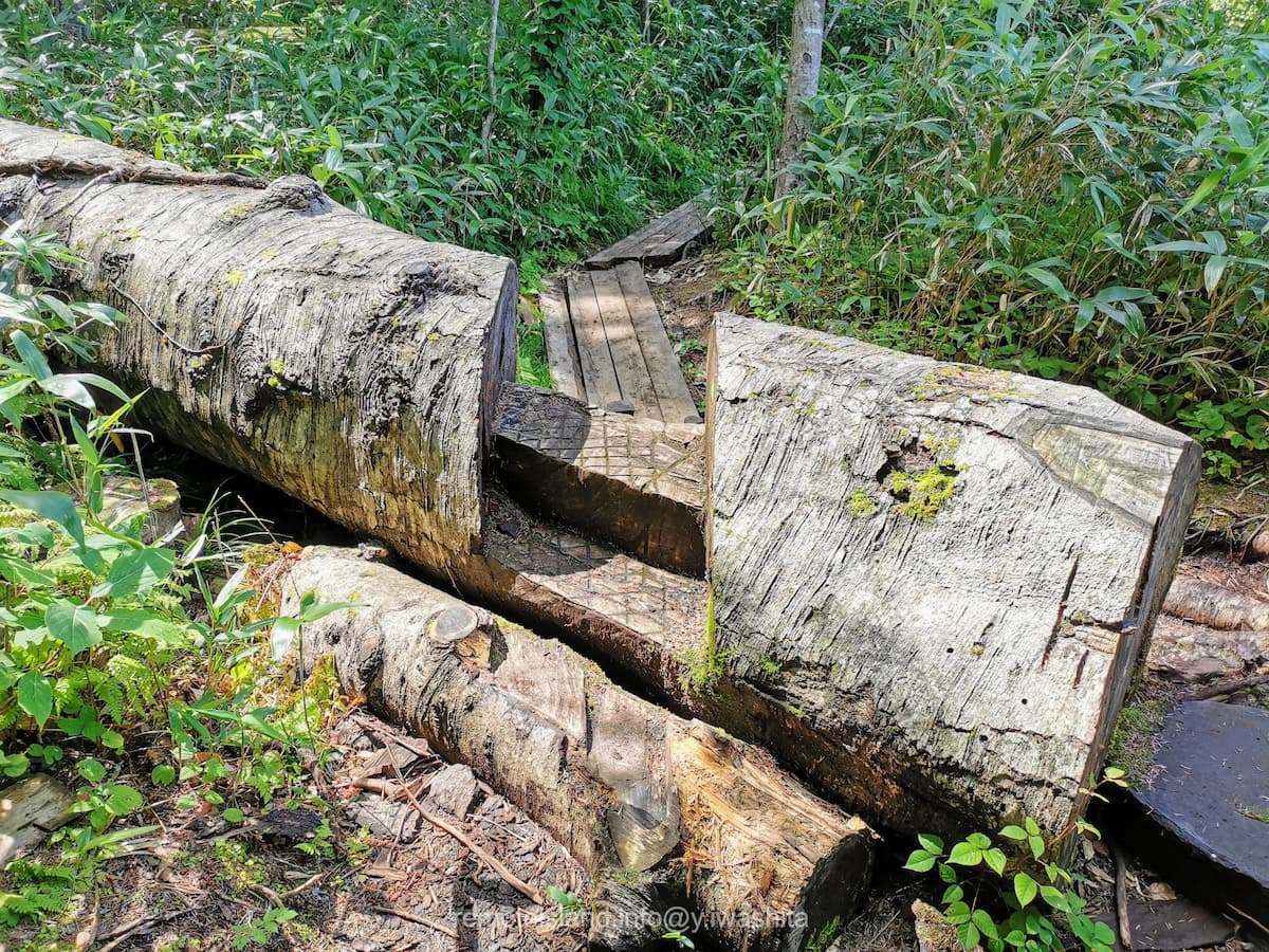 14トドマツ.jpg 14トドマツ