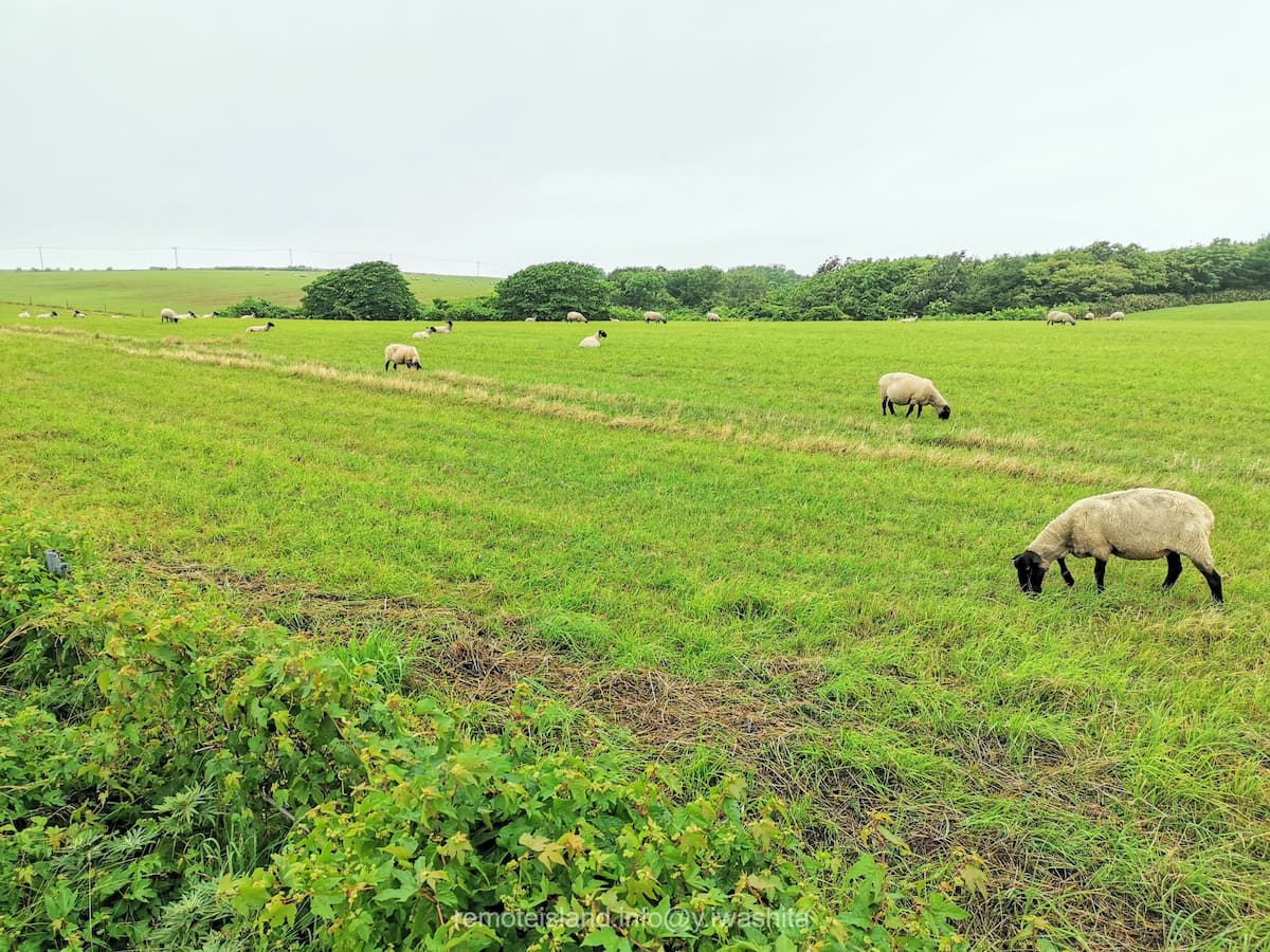 14めん羊放牧場.jpg 14めん羊放牧場