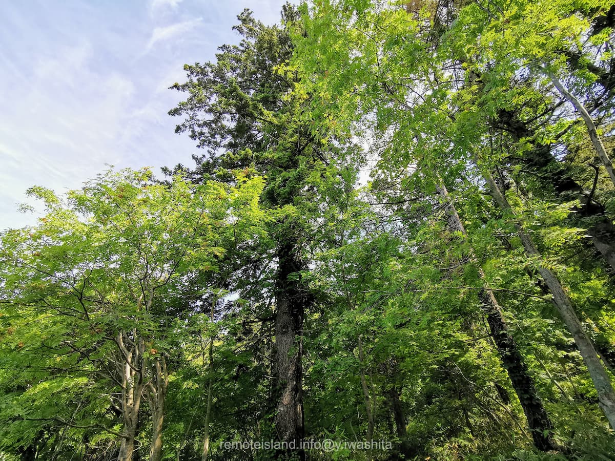 15木々.jpg 15木々