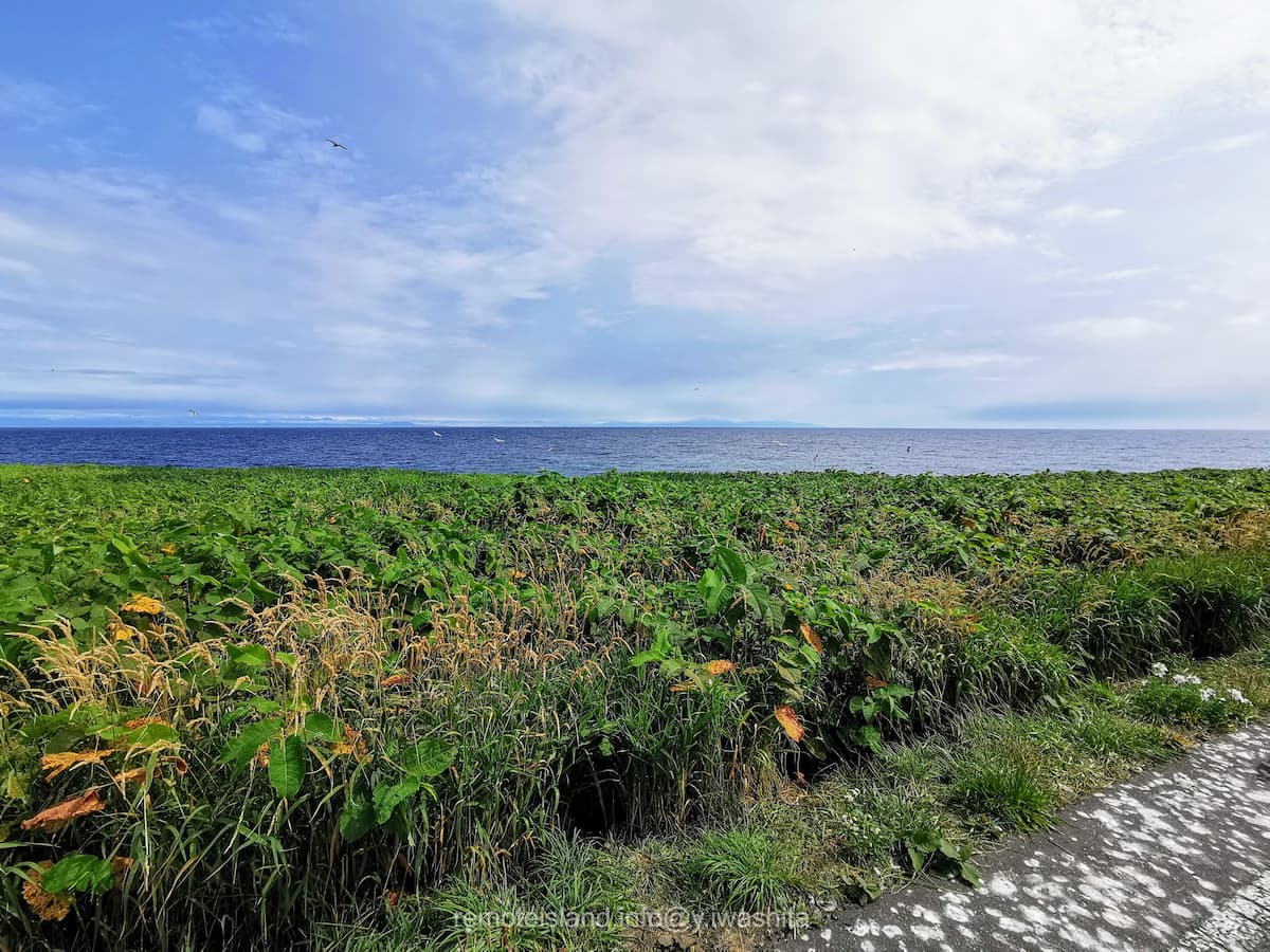 06黒崎海岸付近.jpg 06黒崎海岸付近