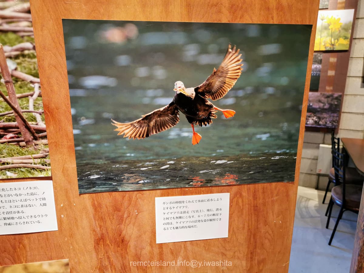 21ケイマフリ.jpg 21ケイマフリ