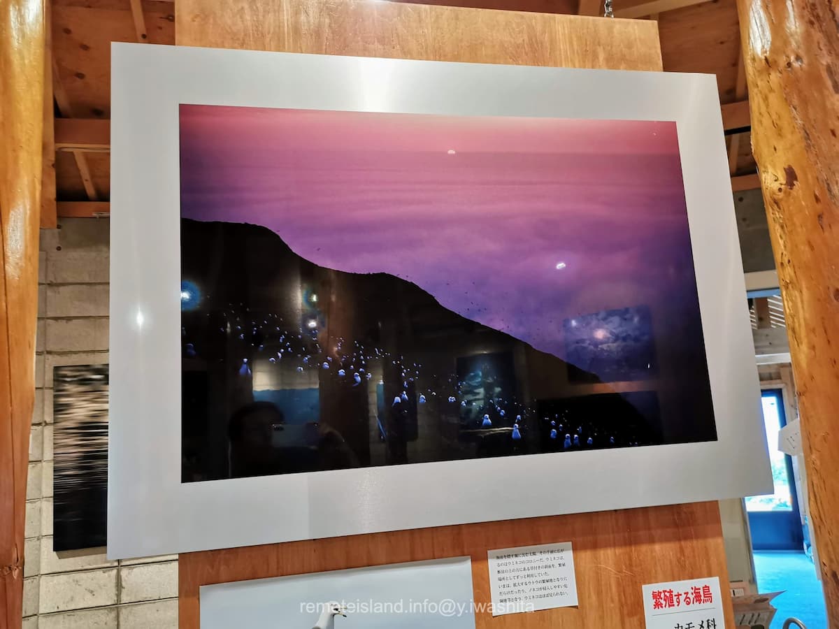 17ウミネコのコロニー.jpg 17ウミネコのコロニー