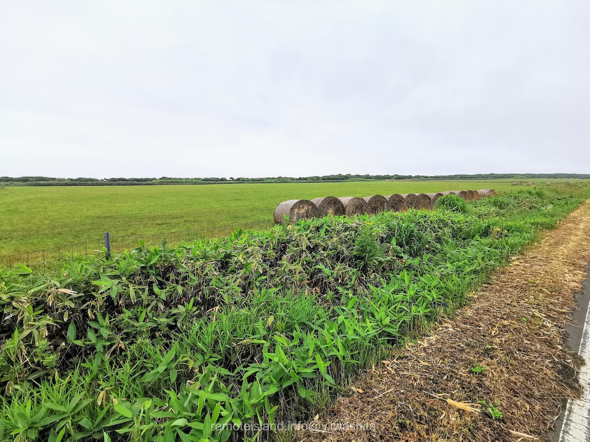 07めん羊放牧場.jpg 07めん羊放牧場