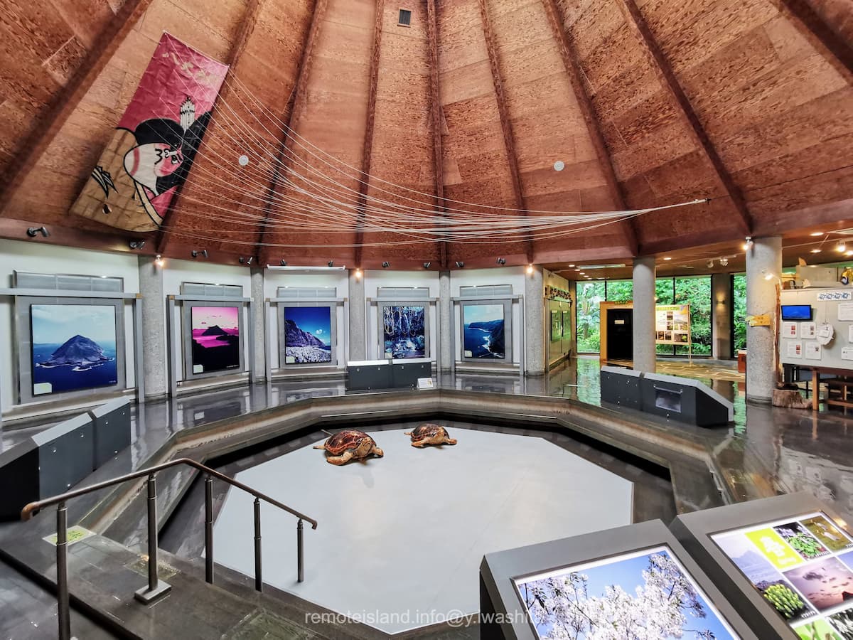 14ウミガメ.jpg 14ウミガメ