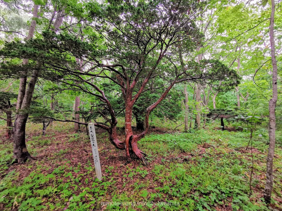 09堅琴の木.jpg 09堅琴の木