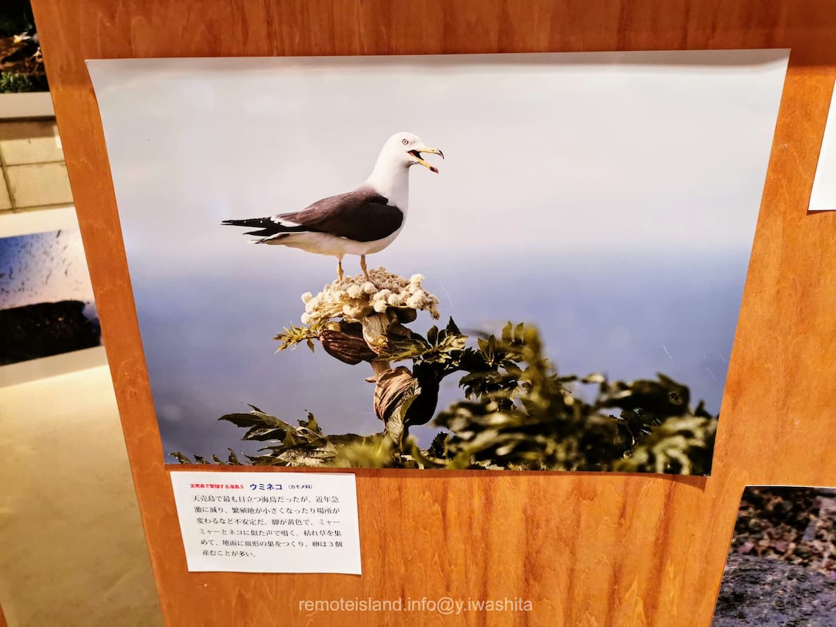 16ウミネコ.jpg 16ウミネコ