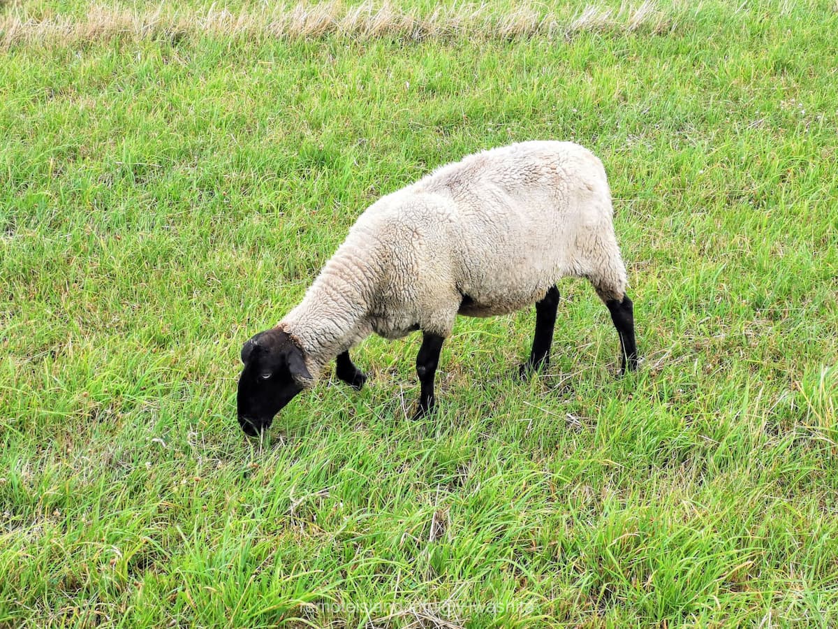 15めん羊放牧場.jpg 15めん羊放牧場