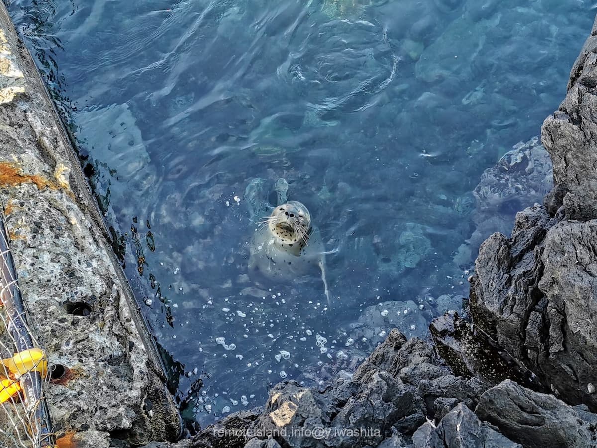 11アザラシ.jpg 11アザラシ