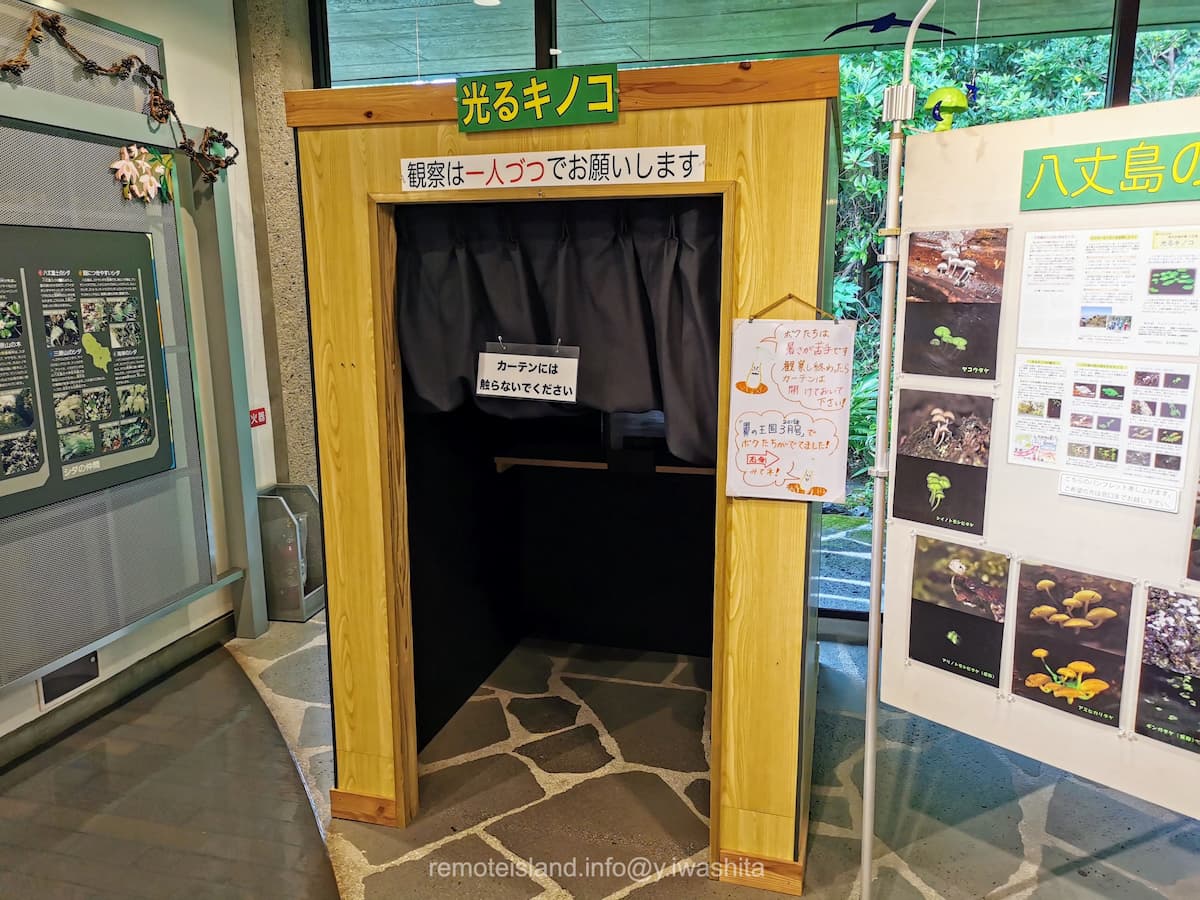 16光るキノコ.jpg 16光るキノコ