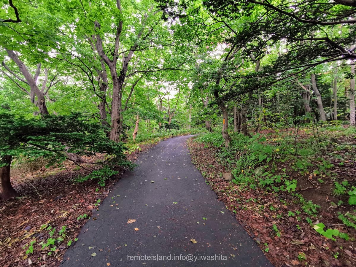 03オンコ林.jpg 03オンコ林