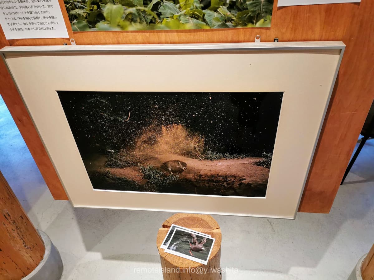 25土を浴びるウトウ.jpg 25土を浴びるウトウ