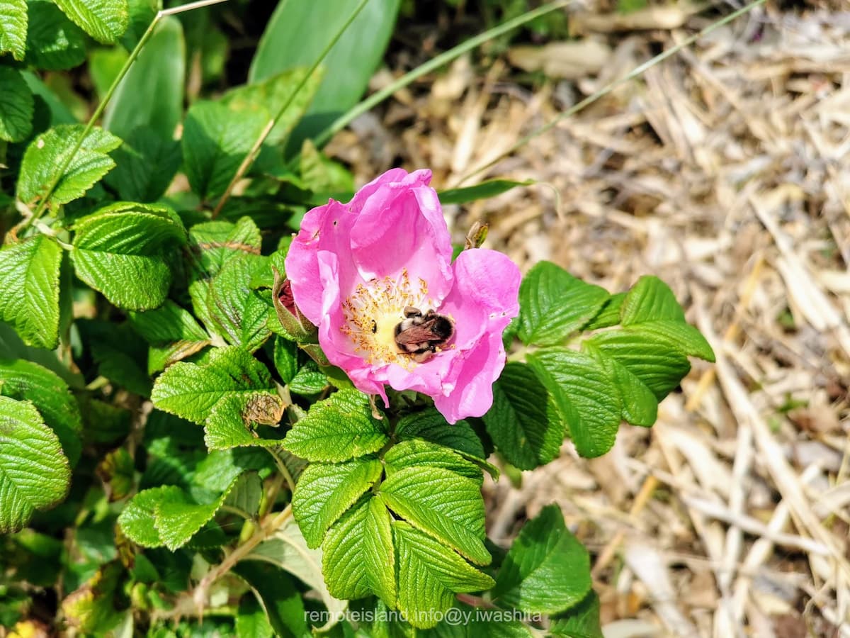 10ミツバチ.jpg 10ミツバチ