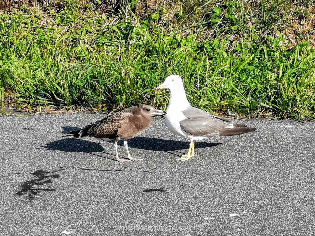 17駐車場の海鳥.jpg 17駐車場の海鳥