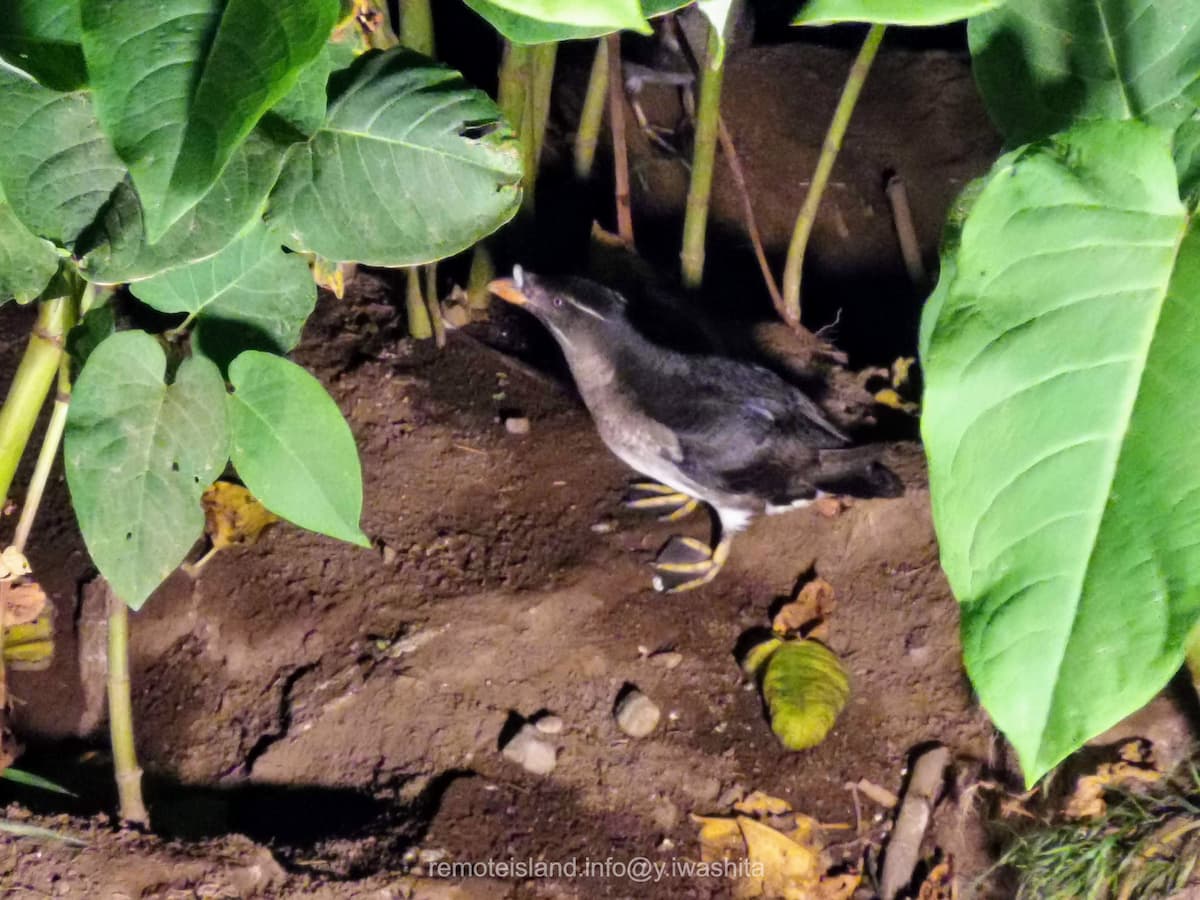 03ウトウ.jpg 03ウトウ