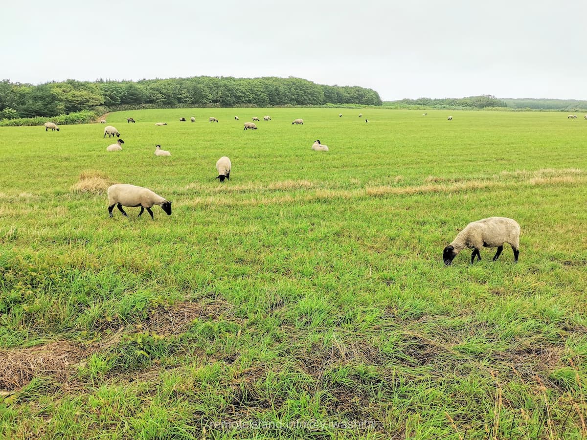 09めん羊放牧場.jpg 09めん羊放牧場